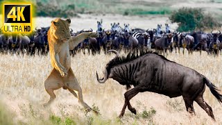 4K African Animals: 4K Wildlife of Kgalagadi National Park With Real Sounds & Relaxing Nature - 4K