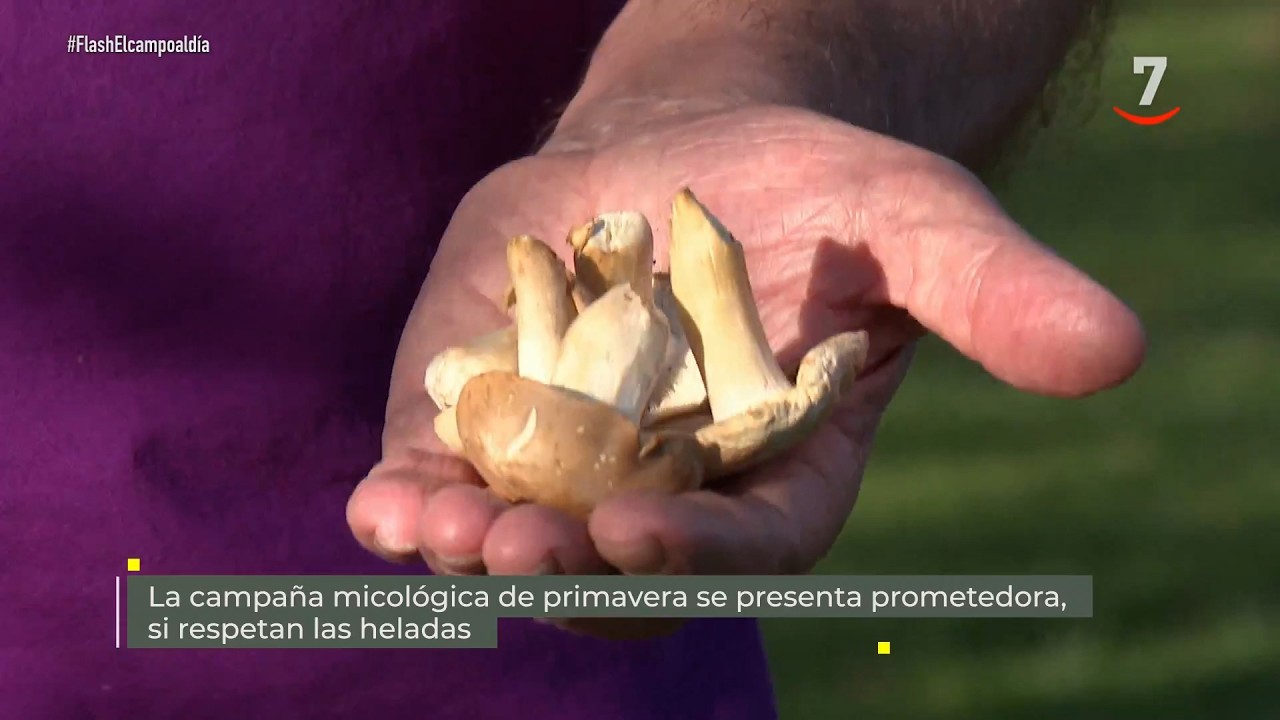 Flash El campo al día (01/04/2026): La campaña micológica de primavera se presenta prometedora