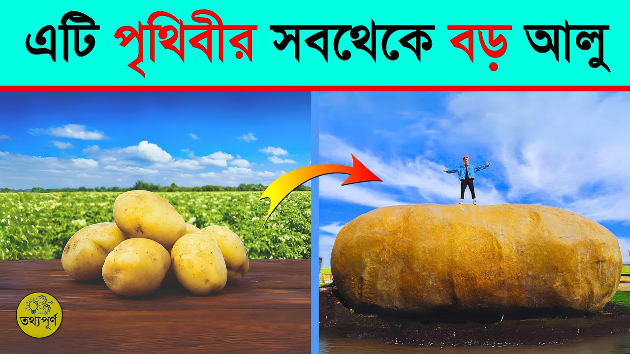 The World's Largest Potato | তথ্যপূর্ণ