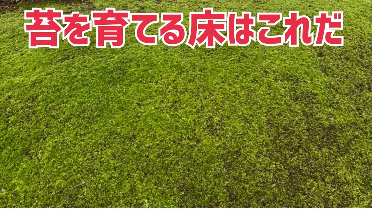 This is the substrate for growing moss. - YouTube