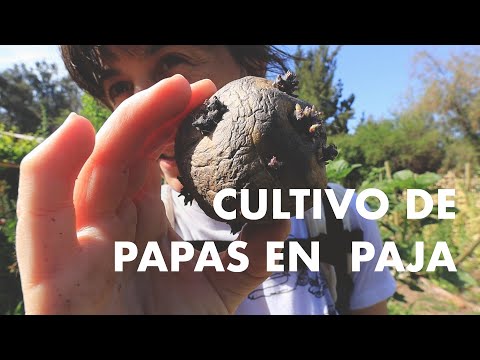 Video: Información sobre la siembra de papas en paja