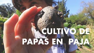 Cómo van las Papas en Paja? Cultivo de papas en bolsas y paja | #SucesióndeCultivo #RuthStout
