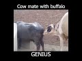 Cow mates with buffalo || cros animals mating 😁