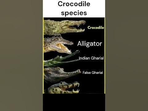 A Guide to Different Crocodile Species in English |Englsih Learning| #