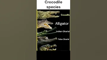 A Guide To Different Crocodile Species In English Englsih Learning Shorts Crocodiles 