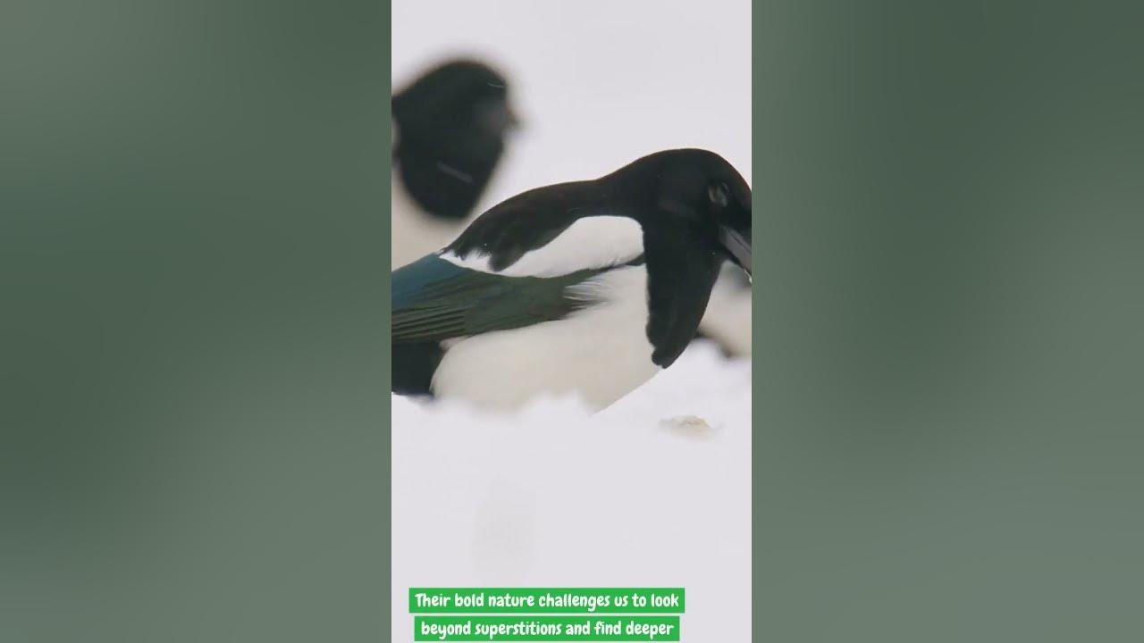 the-spiritual-meaning-of-magpies-youtube