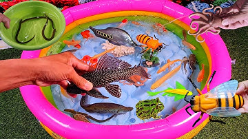 Video tổng hợp cá cảnh đẹp, động vật đáng yêu, cá lau kiếng, cá rồng, cá rắn, cá vàng, con ong