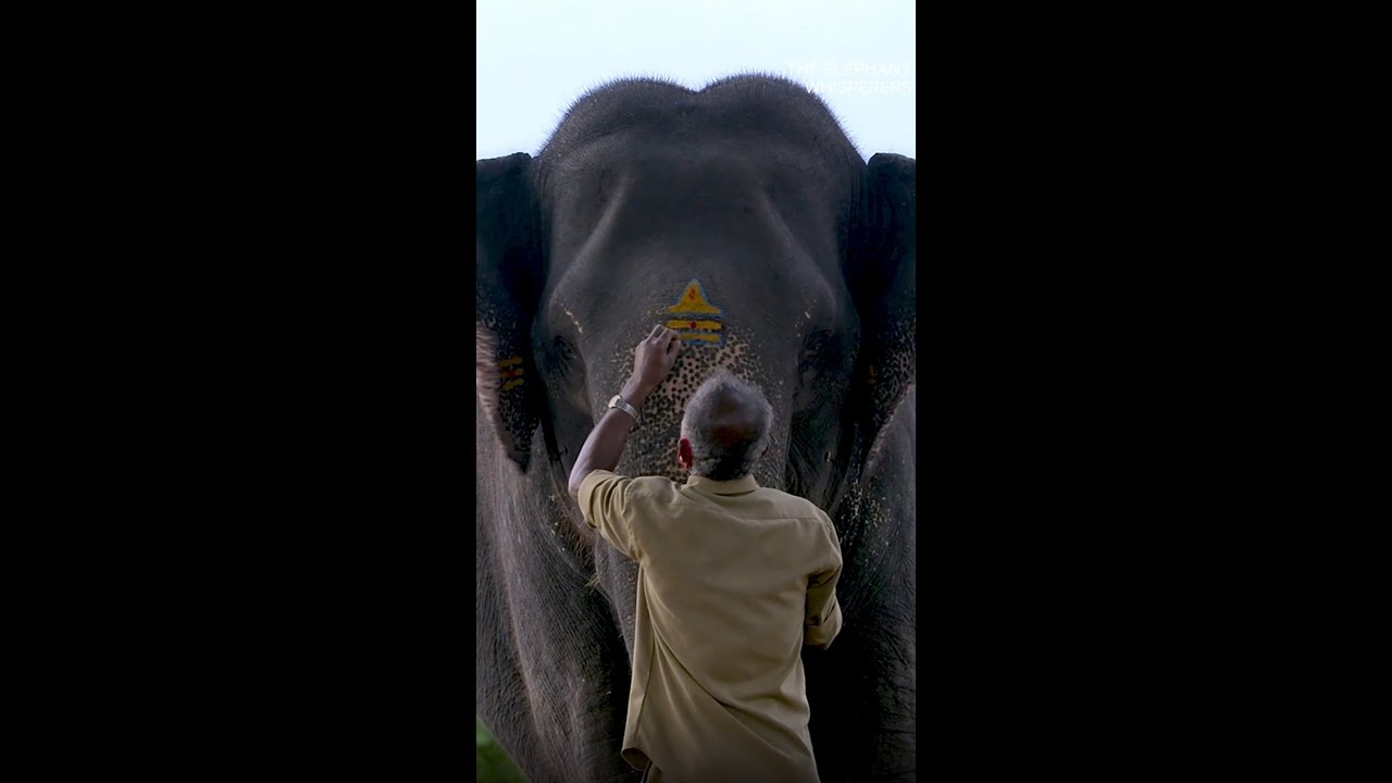 Bond Between Man and Animal #TheElephantWhisperers