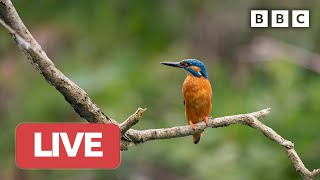 🔴 LIVE wildlife cameras 🦊 8 June 🌺 BBC Springwatch 2023