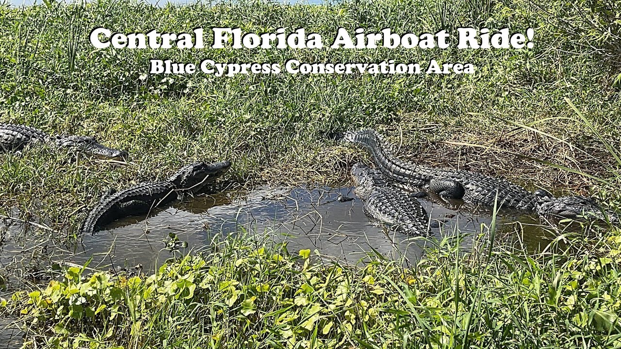 Central Florida Airboat Ride! Blue Cypress Conservation Area - YouTube