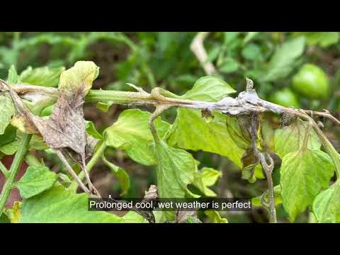 Video: Botryosporium pelėsis ant pomidorų – Botryosporium pomidorų simptomų atpažinimas