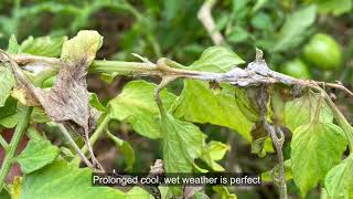 White Mold Disease on Tomatoes