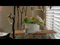 Budgie Bath Time - Part 1