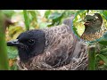 Pearl Prinia Mantis Feeding to Baby Birds in Nest | Bulbul baby birds in nest video | EP 3 | Day 2