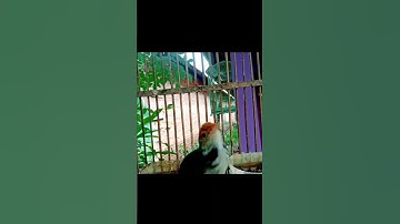tembakan tajam prenjak lumut#prenjaklumutgacor #prenjakmerah #prenjakgunung #shorts