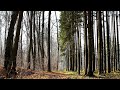 4K Еловый лес поздней осенью, spruce forest in late autumn