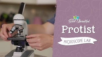 Protist Microscope Lab | Kingdoms and Classification | The Good and the Beautiful