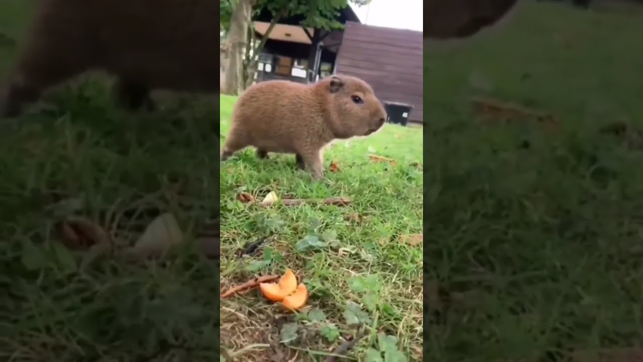 Capi Chiquito Capibara Capybara Carpincho