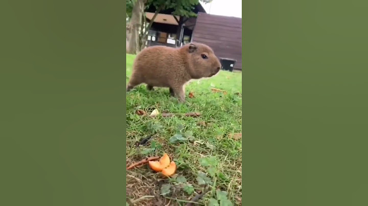 Capi chiquito#capibara #capybara #carpincho