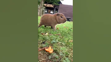 Capi Chiquito Capibara Capybara Carpincho 