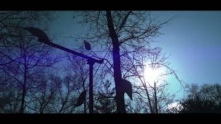 Windy Day in Michigan: A GH5 Cinematic video 180fps
