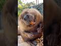 オリーブくん、弧を描くヨダレ Olive’s Arc of Drool #アメリカビーバー #ビーバー #beaver #cuteanimals #かわいい動物 #癒し #トリアスふれあい動物園