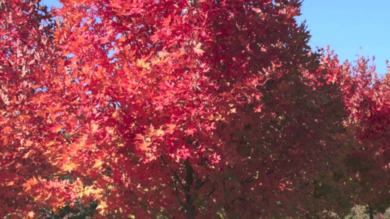 Sugar Maple For Sale Online YouTube