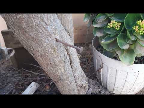 Video: ¿Poner un tornillo en un árbol lo daña?
