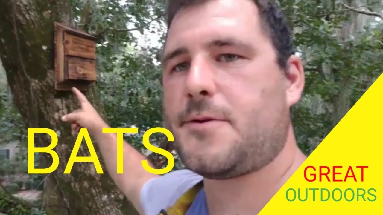 How to hang a bat house in a tree - YouTube