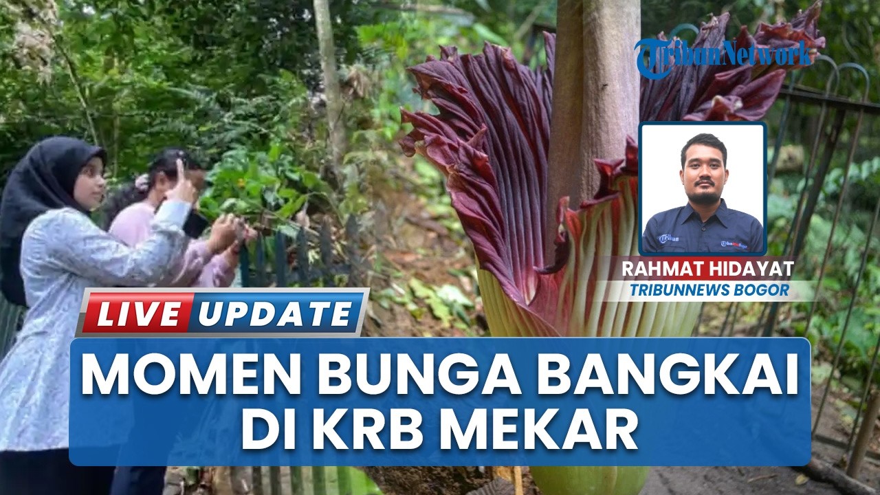 Bunga Bangkai Raksasa Mekar Sempurna di Kebun Raya Bogor, Jadi Spot Selfie Para Pengunjung