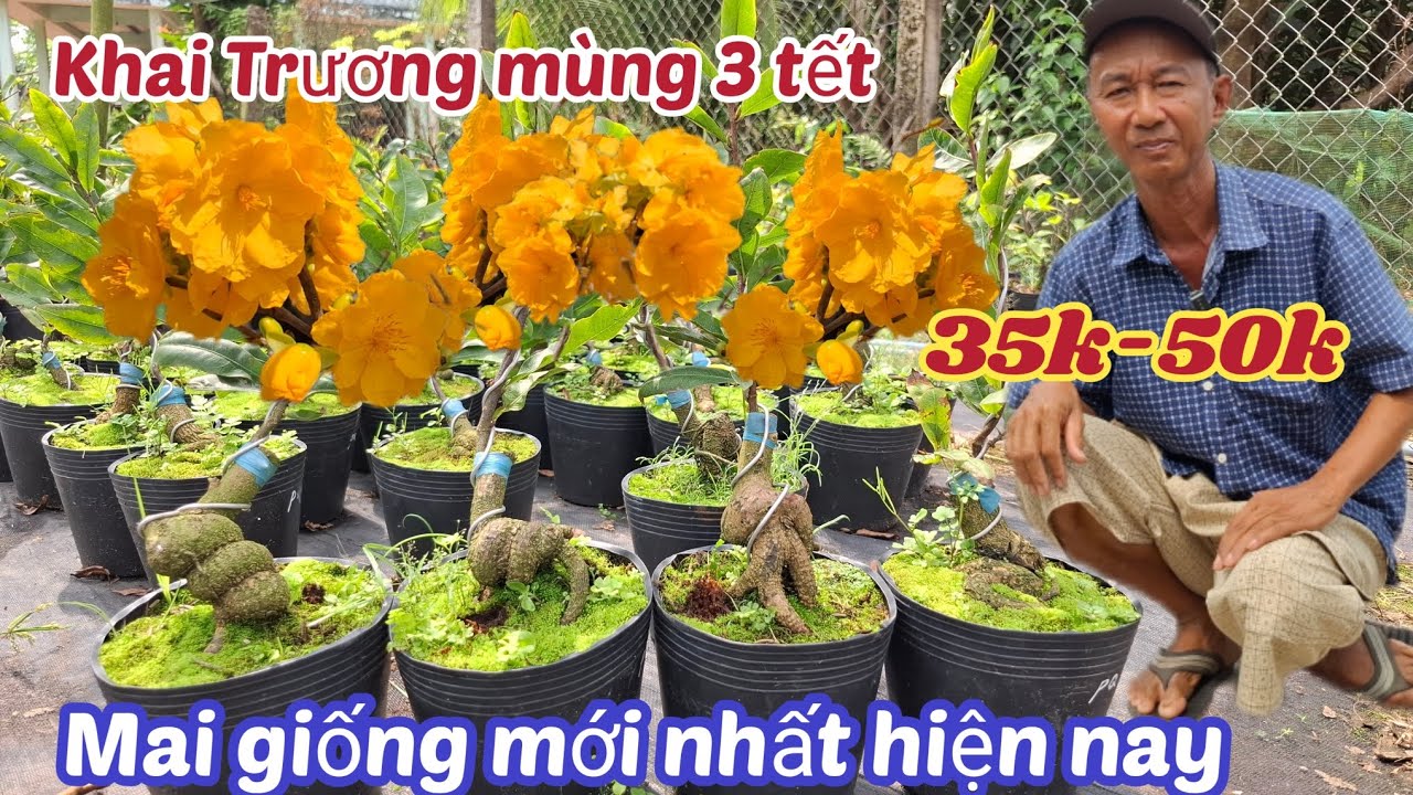 19/02/2026💥 Khai trương mùng 3 tết giảo phương quang, giảo cam thiên lộc, Bình Lợi, như ý  ngọc toàn