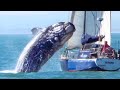 15 Incredible Encounters of Wild Animals Invading People's Boat