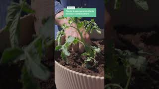 Planter des tomates en pot 🍅 (gros rendement garanti) - Truffaut