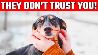 8 Subtle Signs Your Dog Doesn't Trust You (And How to Fix It!) Profile