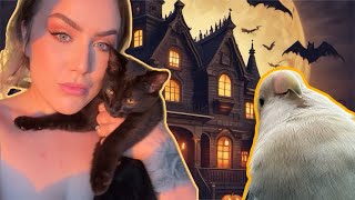 I SAVED A KITTEN TRAPPED IN A CAR (PRINCE MEETS CAT)
