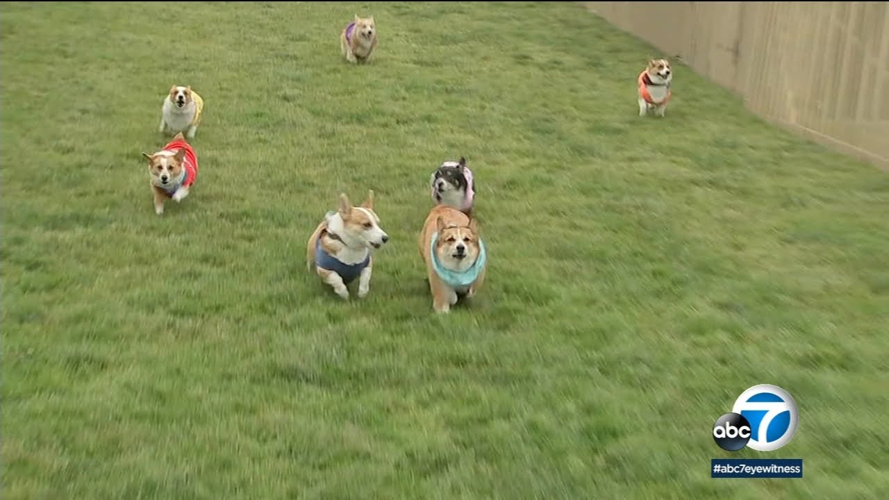 Corgi racing: Which fluffy pup will be champ at Santa Anita?