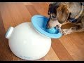 7 Things Your Dog Wants On Amazon 7 Things Your Dog Wants On Amazon