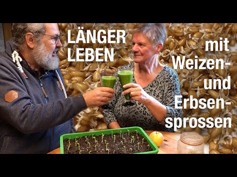 Video: Was sind Erbsensprossen - Erbsensprossen im Garten und wie man Erbsensprossen verwendet