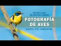 Encántate con las FOTOGRAFIAS de AVES. CONSEJOS, EQUIPOS, TÉCNICAS, COMPOSICIÓN Y POSTPRODUCCIÓN!!