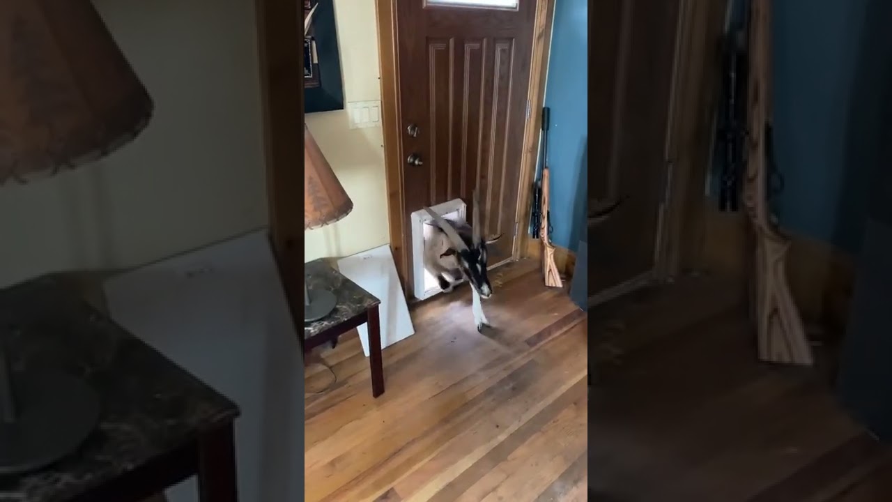 180 pound goat learns to use the dog door!😫