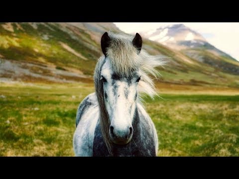 The Nature || Icelandic Horses Music Video