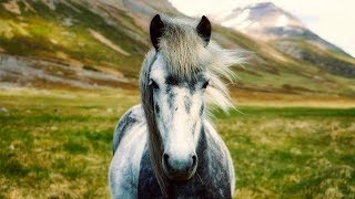 Download lagu The Nature Icelandic Horses Music Video The Nature Icelandic Horses Music Video