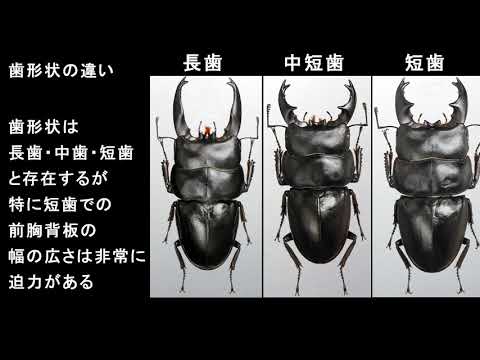 特大アルキデスヒラタクワガタ 極太‼️アルキデスヒラタクワガタ⭐️ 横幅が世界で1番あると言