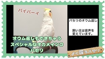 面白い鳥 Youtube 面白い鳥 Youtube