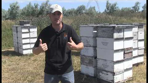 All about the bees-knees