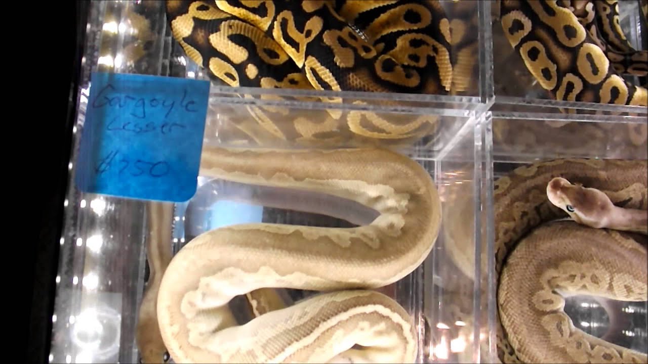 Portland Metro Reptile Expo YouTube