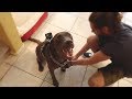 GoPro on Chocolate Labrador Left Home Alone!