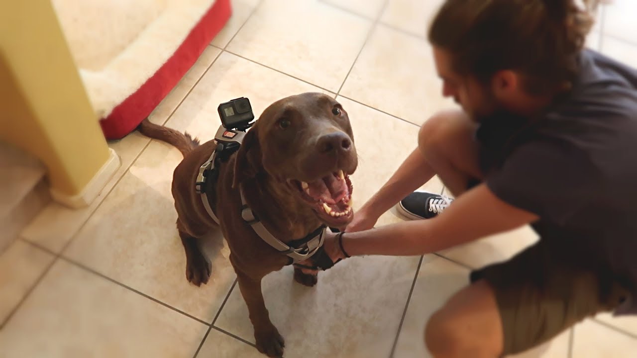 GoPro on Chocolate Labrador Left Home Alone!