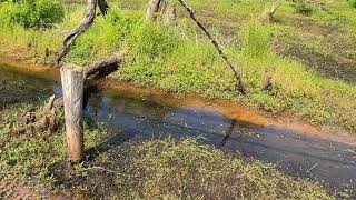 Follow up to the Highwsy 31 Beaver dam swamp draining after trapping and dam opening.