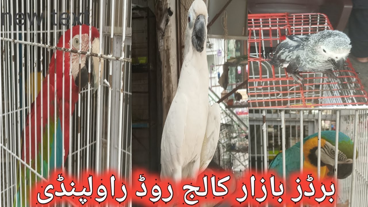 Birds bazar college road rawalpindi pets hi pets birds hi birds 😻🕊